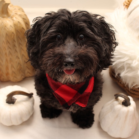 Meet your Posher, Peter - Picture 1 of 1